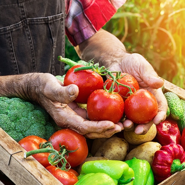 Farmer holding veggies