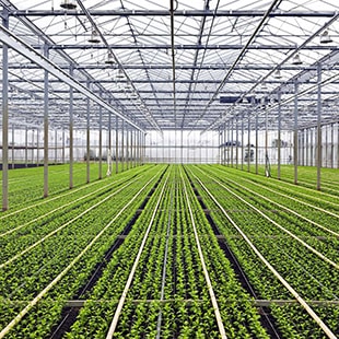 Greenhouse with green crop