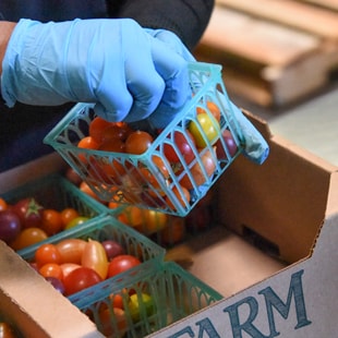Tomatoes in carton